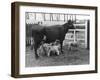 Cow Suckling Lambs-null-Framed Photographic Print