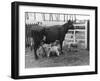 Cow Suckling Lambs-null-Framed Photographic Print