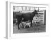 Cow Suckling Lambs-null-Framed Photographic Print