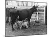 Cow Suckling Lambs-null-Mounted Photographic Print