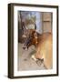 Cow with Flowers, Varanasi, India-Ali Kabas-Framed Photographic Print