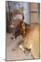 Cow with Flowers, Varanasi, India-Ali Kabas-Mounted Photographic Print