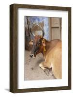 Cow with Flowers, Varanasi, India-Ali Kabas-Framed Photographic Print