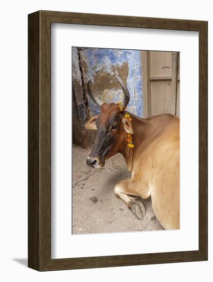 Cow with Flowers, Varanasi, India-Ali Kabas-Framed Photographic Print