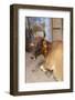 Cow with Flowers, Varanasi, India-Ali Kabas-Framed Photographic Print