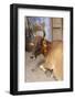 Cow with Flowers, Varanasi, India-Ali Kabas-Framed Photographic Print