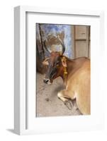 Cow with Flowers, Varanasi, India-Ali Kabas-Framed Photographic Print