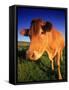 Cow, Yorkshire, England-Peter Adams-Framed Stretched Canvas
