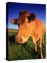 Cow, Yorkshire, England-Peter Adams-Stretched Canvas
