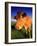 Cow, Yorkshire, England-Peter Adams-Framed Photographic Print