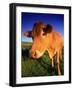 Cow, Yorkshire, England-Peter Adams-Framed Photographic Print