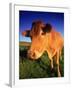 Cow, Yorkshire, England-Peter Adams-Framed Photographic Print