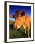 Cow, Yorkshire, England-Peter Adams-Framed Photographic Print