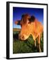 Cow, Yorkshire, England-Peter Adams-Framed Photographic Print