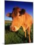 Cow, Yorkshire, England-Peter Adams-Mounted Photographic Print