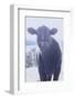 Cow Young Interested-null-Framed Photographic Print