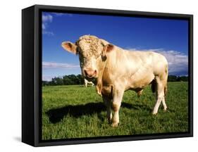 Cow-null-Framed Stretched Canvas