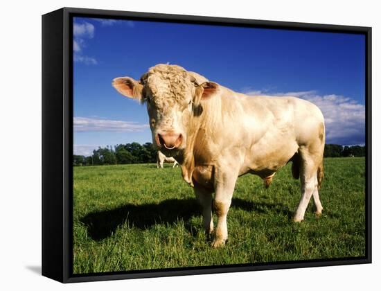 Cow-null-Framed Stretched Canvas