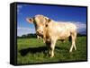 Cow-null-Framed Stretched Canvas