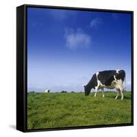 Cow-null-Framed Stretched Canvas