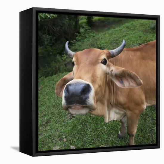 Cow-null-Framed Stretched Canvas