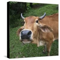 Cow-null-Stretched Canvas