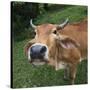 Cow-null-Stretched Canvas