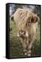 Cow-null-Framed Stretched Canvas