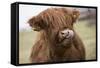 Cow-null-Framed Stretched Canvas