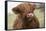 Cow-null-Framed Stretched Canvas