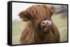 Cow-null-Framed Stretched Canvas