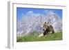 Cow-Bjorn Svensson-Framed Photographic Print