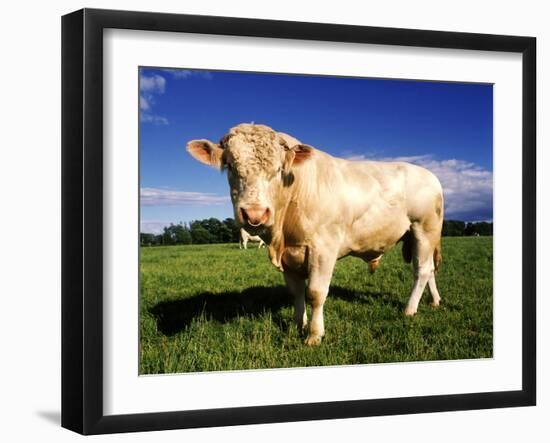 Cow-null-Framed Photographic Print