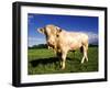 Cow-null-Framed Photographic Print