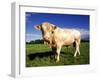 Cow-null-Framed Photographic Print