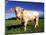 Cow-null-Mounted Photographic Print