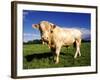 Cow-null-Framed Photographic Print