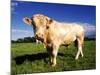 Cow-null-Mounted Photographic Print