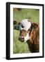 Cow-null-Framed Photographic Print