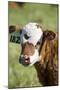 Cow-null-Mounted Photographic Print