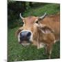 Cow-null-Mounted Photographic Print