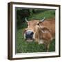 Cow-null-Framed Photographic Print