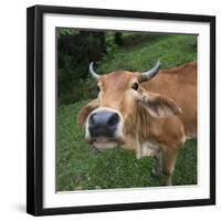 Cow-null-Framed Photographic Print