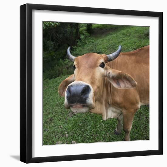 Cow-null-Framed Photographic Print