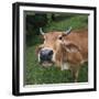 Cow-null-Framed Photographic Print