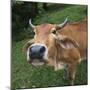 Cow-null-Mounted Photographic Print