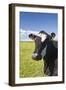 Cow-null-Framed Photographic Print