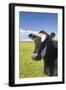 Cow-null-Framed Photographic Print