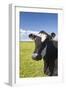 Cow-null-Framed Photographic Print