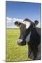 Cow-null-Mounted Photographic Print